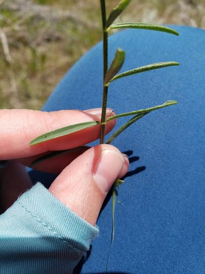 Astragalus cusickii, photographed by Lauren Pfund