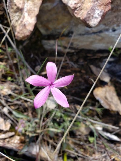 Phlox colubrina, photographed by Lauren Pfund