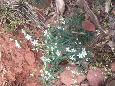 Eremogone macradenia, photographed by Carrie Seltzer