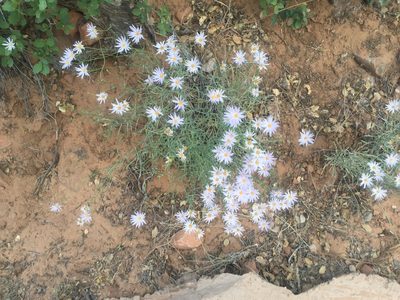 Erigeron utahensis, photographed by Carrie Seltzer