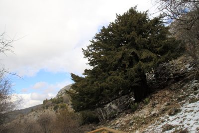 Juniperus thurifera, photographed by Dr. Guido Bohne