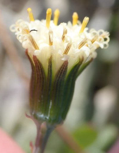 Senecio toxotis, photographed by Nicola van Berkel