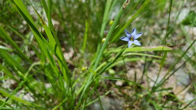 Sisyrinchium atlanticum, photographed by Dave Behm