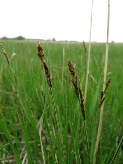 Carex hartmaniorum, photographed by Grzegorz Grzejszczak