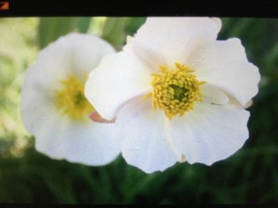 Ranunculus pyrenaeus, photographed by sandravanaalst