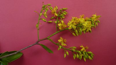 Ouratea bahiensis, photographed by russiannaturalistbrazil