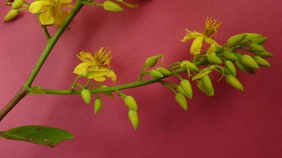 Ouratea bahiensis, photographed by russiannaturalistbrazil