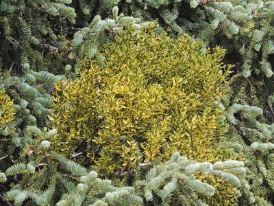 Phoradendron pauciflorum, photographed by cwwood