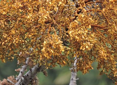 Phoradendron pauciflorum, photographed by cwwood