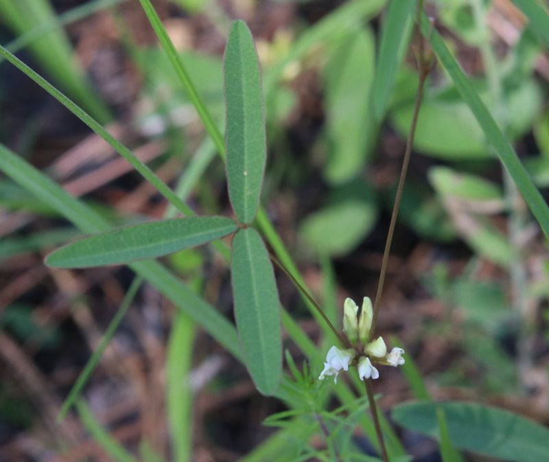 Galactia erecta, photographed by Lauren McLaurin