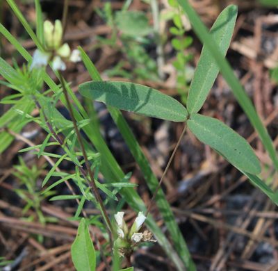 Galactia erecta, photographed by Lauren McLaurin