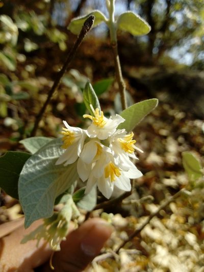 Styrax jaliscanus, photographed by Dante S. Figueroa