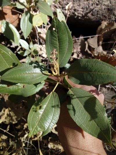 Miconia madrensis, photographed by Dante S. Figueroa