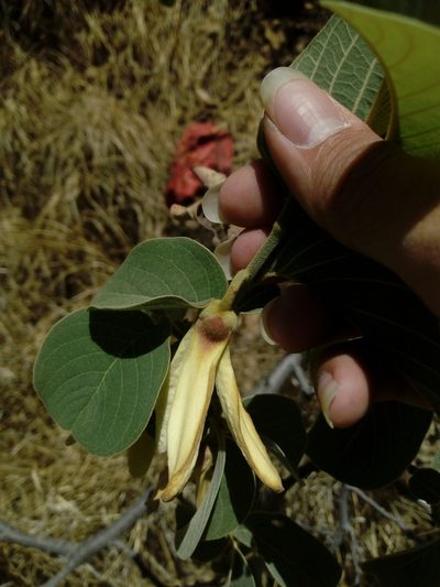 Annona longiflora, photographed by Dante S. Figueroa