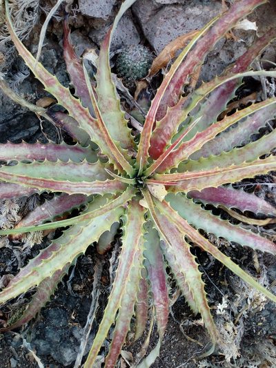 Hechtia jaliscana, photographed by Dante S. Figueroa