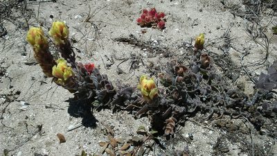 Castilleja mollis, photographed by jbradbury