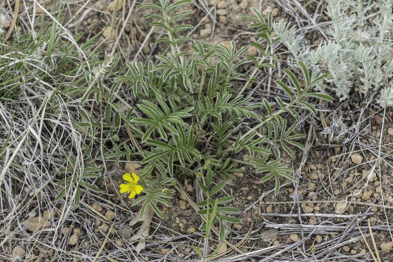 Potentilla crinita, photographed by Craig Martin