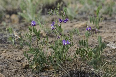 Lathyrus eucosmus, photographed by Craig Martin