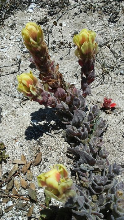 Castilleja mollis, photographed by jbradbury