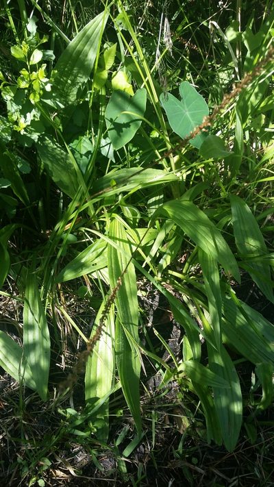 Plantago sparsiflora, photographed by Jay Horn