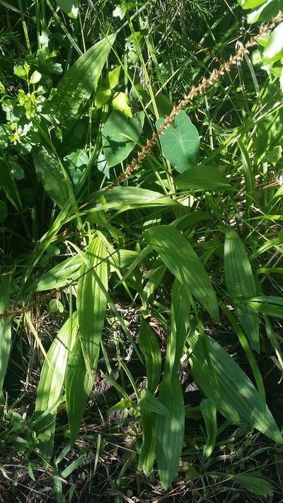 Plantago sparsiflora, photographed by Jay Horn