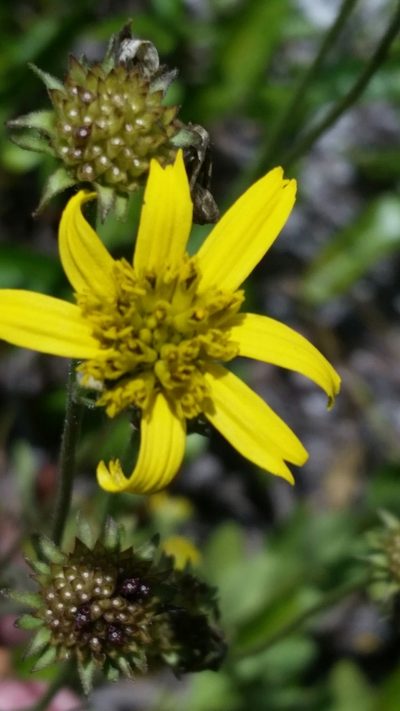 Verbesina heterophylla, photographed by Jay Horn