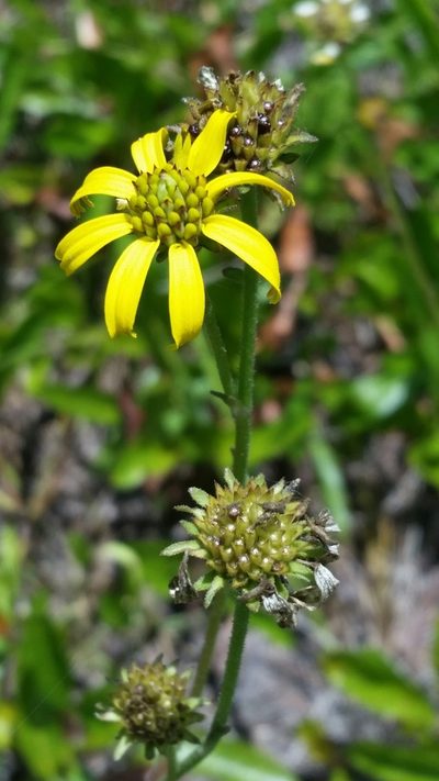 Verbesina heterophylla, photographed by Jay Horn