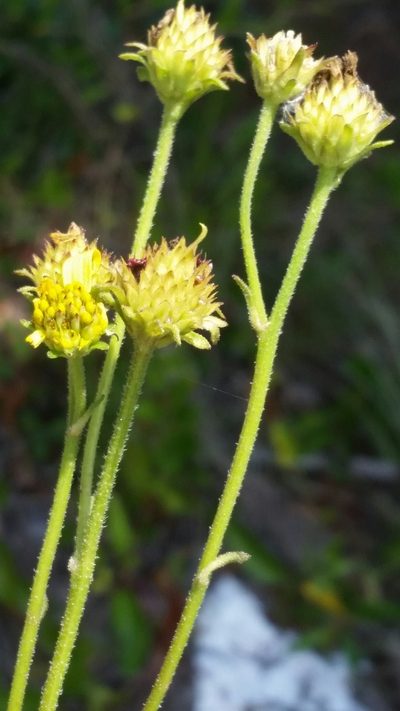 Verbesina heterophylla, photographed by Jay Horn