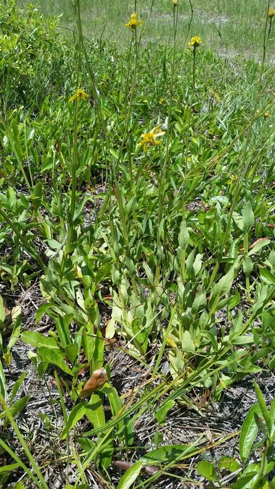 Verbesina heterophylla, photographed by Jay Horn