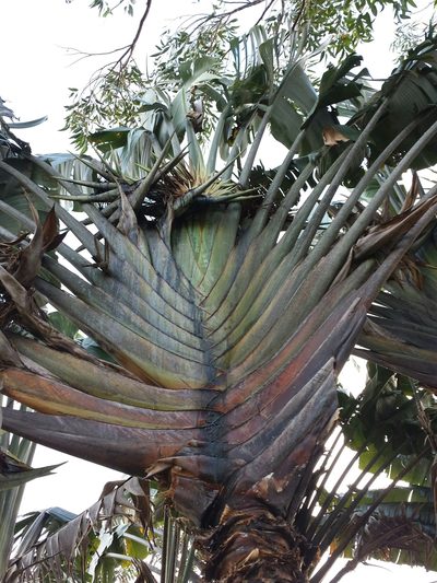 Ravenala madagascariensis, photographed by Romer N. Rabarijaona