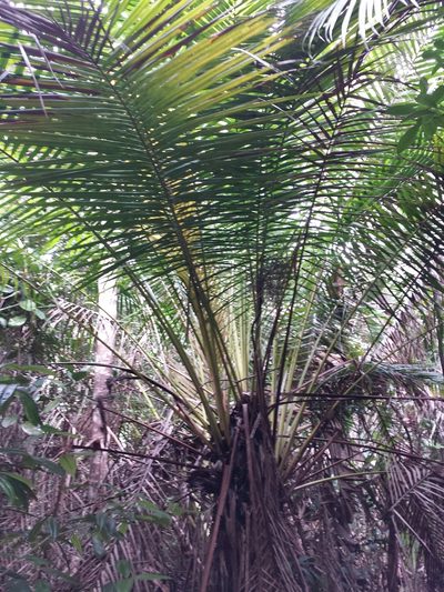 Vonitra fibrosa, photographed by Romer N. Rabarijaona