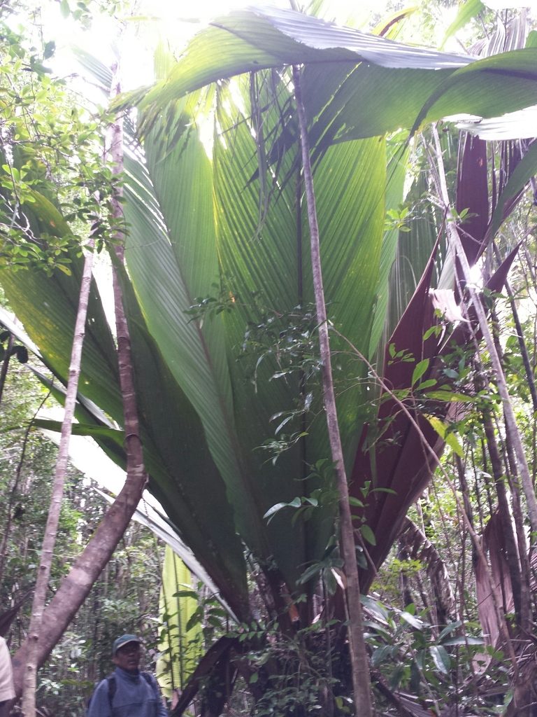 Marojejya darianii, photographed by Romer N. Rabarijaona