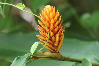 Renealmia cernua, photographed by Aitor