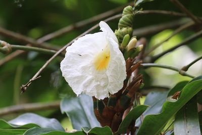 Dimerocostus strobilaceus, photographed by Aitor