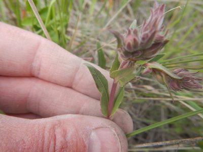 Penstemon albidus, photographed by Brian Dickerson
