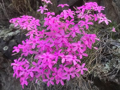 Phlox colubrina, photographed by Dwight Kingsbury