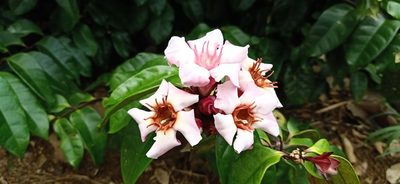 Strophanthus gratus, photographed by Ong Jyh Seng