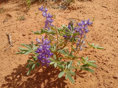 Lupinus pusillus, photographed by Rafael Medina