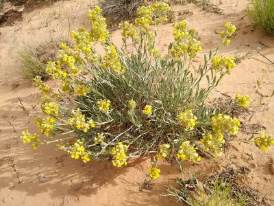 Oreocarya flava, photographed by Rafael Medina