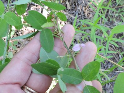 Galactia volubilis, photographed by Sam Kieschnick