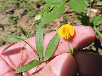 Zornia bracteata, photographed by Sam Kieschnick