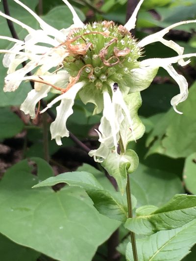 Monarda luteola, photographed by pynklynx