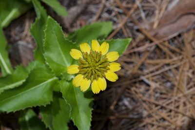 Tetragonotheca ludoviciana, photographed by Michelle W. （鍾偉瑋）