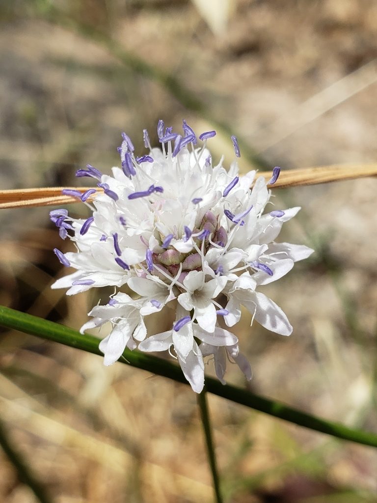 Cephalaria joppensis, photographed by Dan Killam