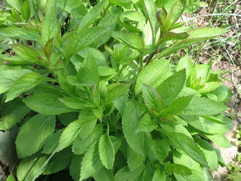Asyneuma japonicum, photographed by Repina Tatyana