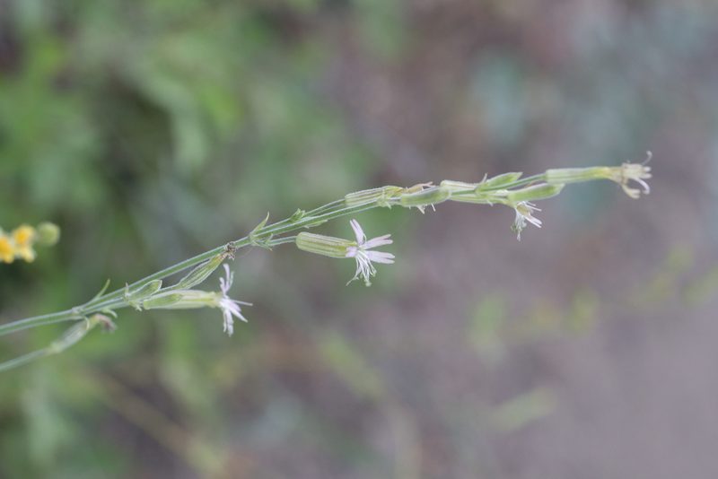 Silene verecunda, photographed by Jesse Rorabaugh