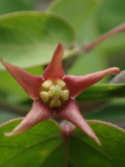 Cynanchum mooreanum, photographed by 葉子