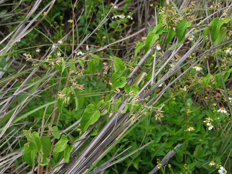 Cynanchum mooreanum, photographed by 葉子