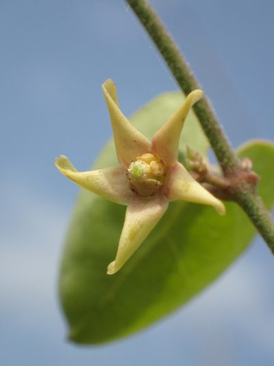 Cynanchum mooreanum, photographed by 葉子