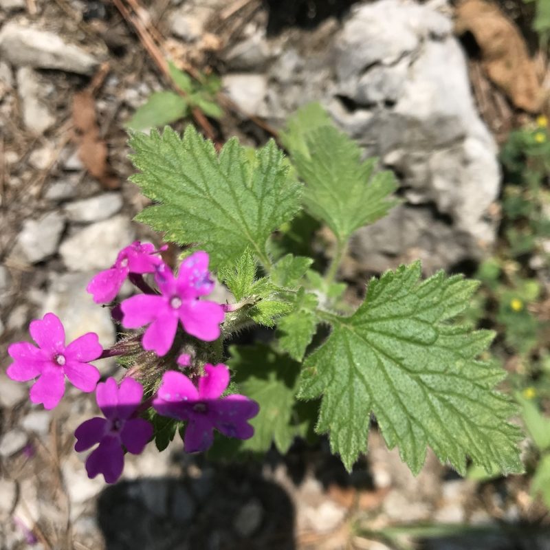 Verbena polyantha, photographed by Adriana Nelly Correa Sandoval